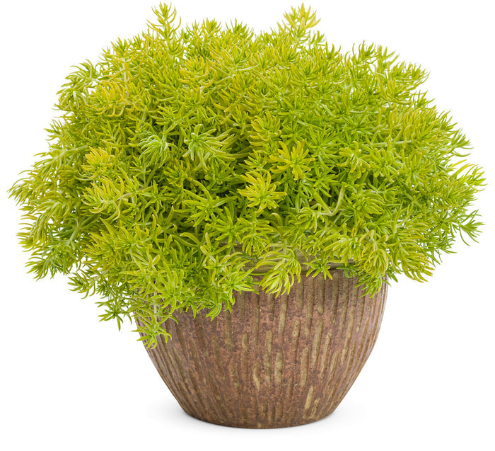 Sedum Lemon Coral® - 1 Gallon