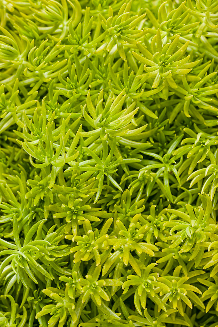 Sedum Lemon Coral® - 1 Gallon