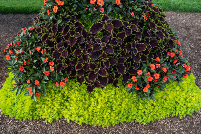 Sedum Lemon Coral® - 1 Gallon