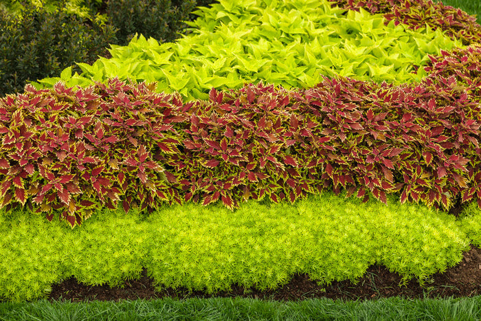 Sedum Lemon Coral® - 1 Gallon
