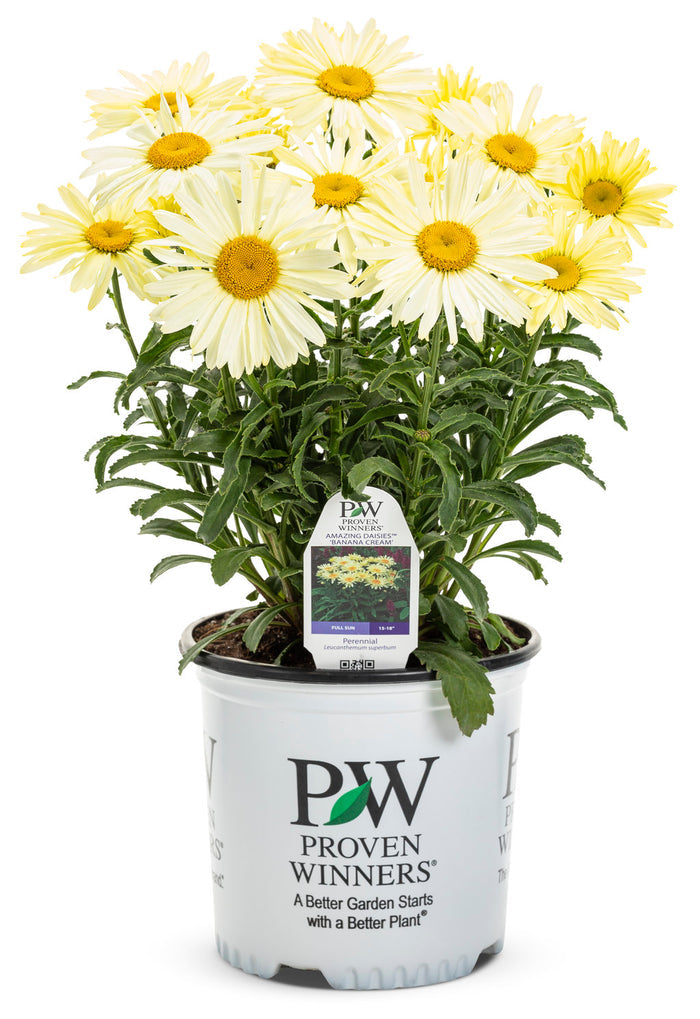 Shasta Daisy Leucanthemum Amazing Daisies® Banana Cream II - 1 Gallon