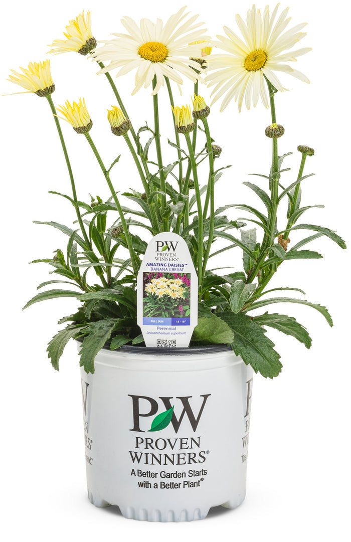 Shasta Daisy Leucanthemum Amazing Daisies® Banana Cream II - 1 Gallon