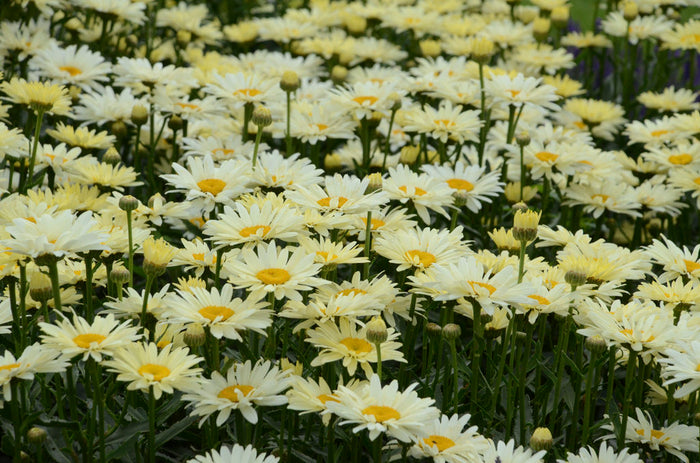 Shasta Daisy Leucanthemum Amazing Daisies® Banana Cream II - 1 Gallon