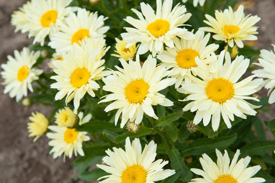 Shasta Daisy Leucanthemum Amazing Daisies® Banana Cream II - 1 Gallon
