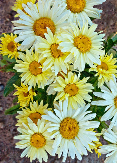 Shasta Daisy Leucanthemum Amazing Daisies® Banana Cream II - 1 Gallon