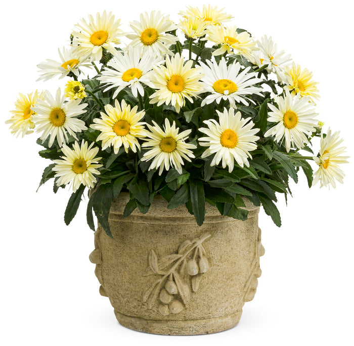 Shasta Daisy Leucanthemum Amazing Daisies® Banana Cream II - 1 Gallon