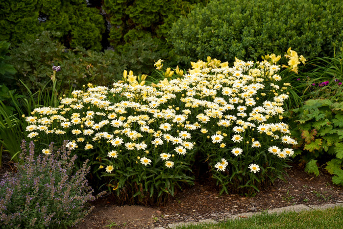 Shasta Daisy Leucanthemum Amazing Daisies® Banana Cream II - 1 Gallon
