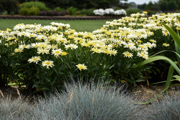 Shasta Daisy Leucanthemum Amazing Daisies® Banana Cream II - 1 Gallon