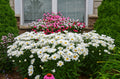 Shasta Daisy Leucanthemum Amazing Daisies® Daisy May® - 1 Gallon