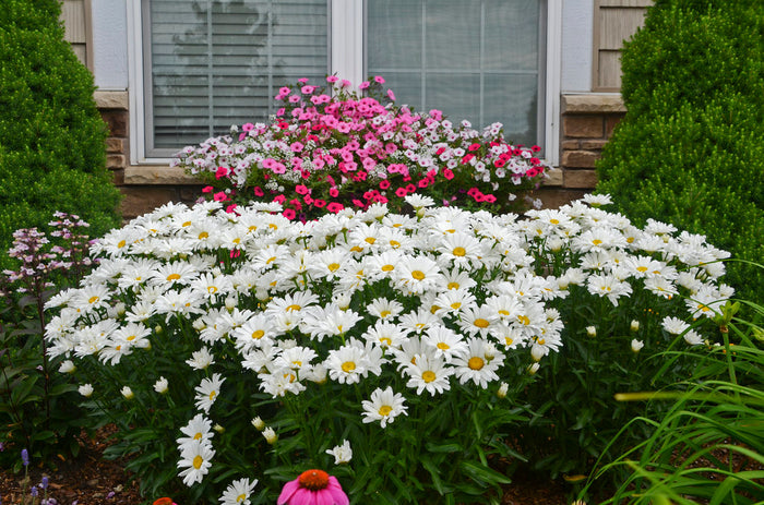 Shasta Daisy Leucanthemum Amazing Daisies® Daisy May® - 1 Gallon
