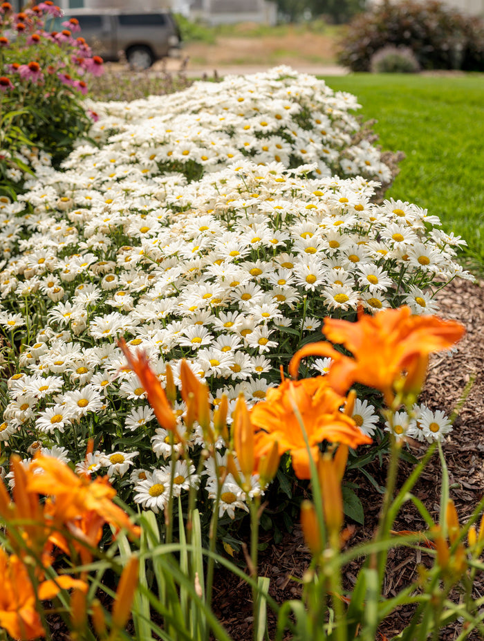 Shasta Daisy Leucanthemum Amazing Daisies® Daisy May® - 1 Gallon