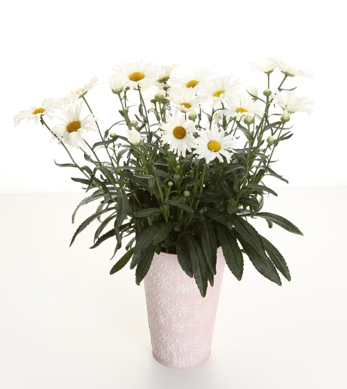 Shasta Daisy Leucanthemum Amazing Daisies® Daisy May® - 1 Gallon