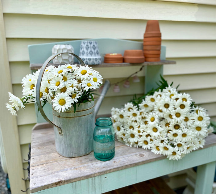 Shasta Daisy Leucanthemum Amazing Daisies® Daisy May® - 1 Gallon