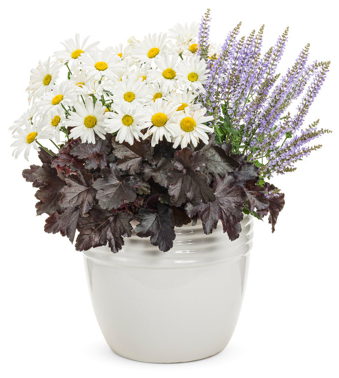 Shasta Daisy Leucanthemum Amazing Daisies® Daisy May® - 1 Gallon