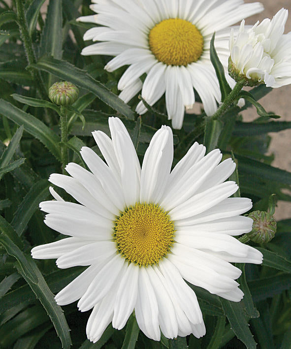 Shasta Daisy Leucanthemum Amazing Daisies® Daisy May® - 1 Gallon