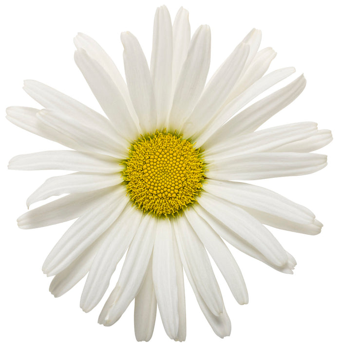 Shasta Daisy Leucanthemum Amazing Daisies® Daisy May® - 1 Gallon