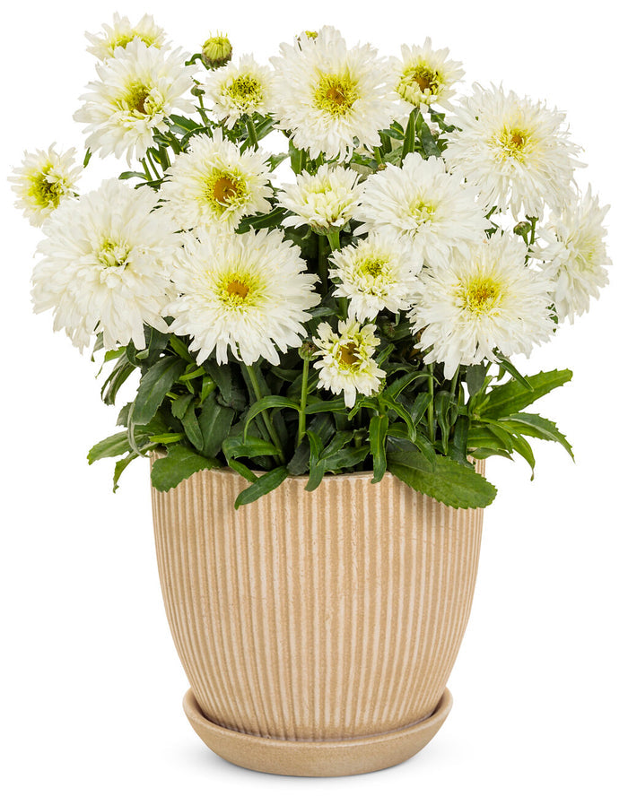 Shasta Daisy Leucanthemum Amazing Daisies® Marshmallow - 1 Gallon