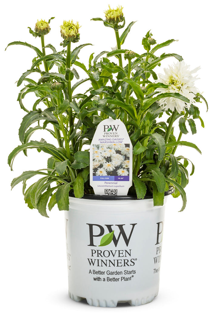 Shasta Daisy Leucanthemum Amazing Daisies® Marshmallow - 1 Gallon