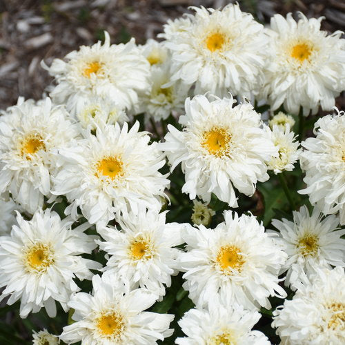 Shasta Daisy Leucanthemum Amazing Daisies® Marshmallow - 1 Gallon