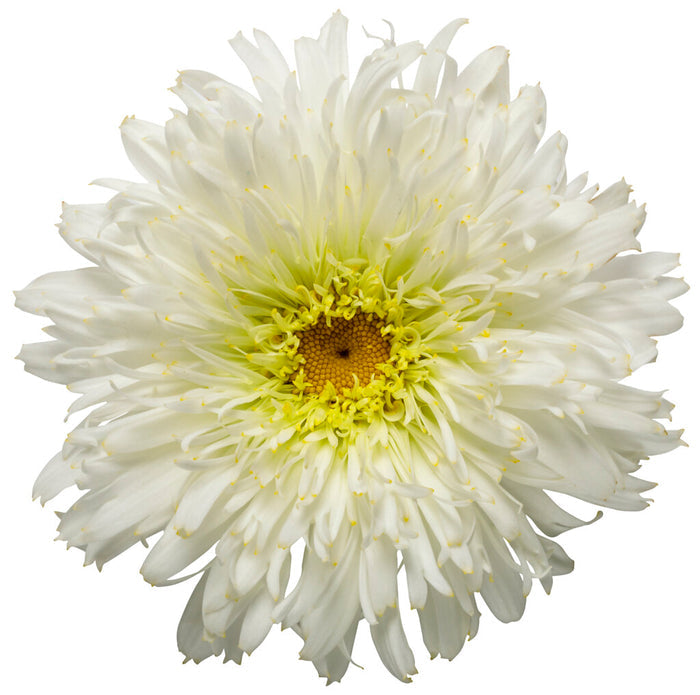 Shasta Daisy Leucanthemum Amazing Daisies® Marshmallow - 1 Gallon