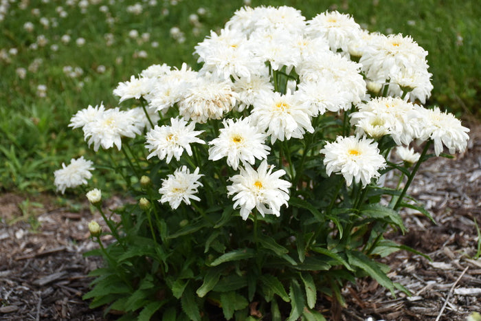 Shasta Daisy Leucanthemum Amazing Daisies® Marshmallow - 1 Gallon