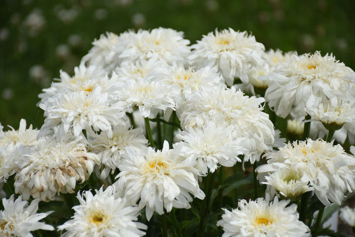 Shasta Daisy Leucanthemum Amazing Daisies® Marshmallow - 1 Gallon