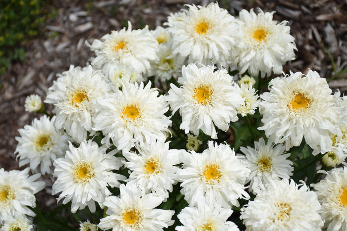 Shasta Daisy Leucanthemum Amazing Daisies® Marshmallow - 1 Gallon