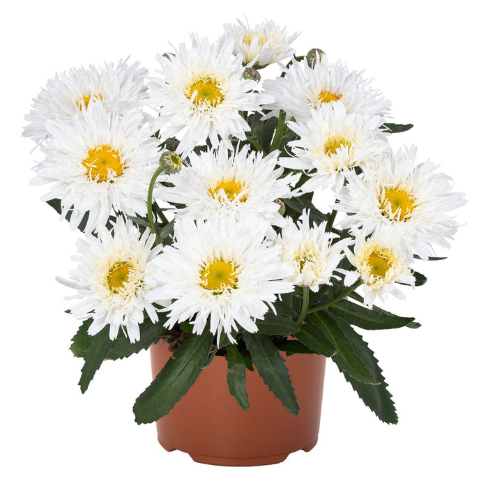 Shasta Daisy Leucanthemum Sweet Daisy® Rebecca - 2 Gallon