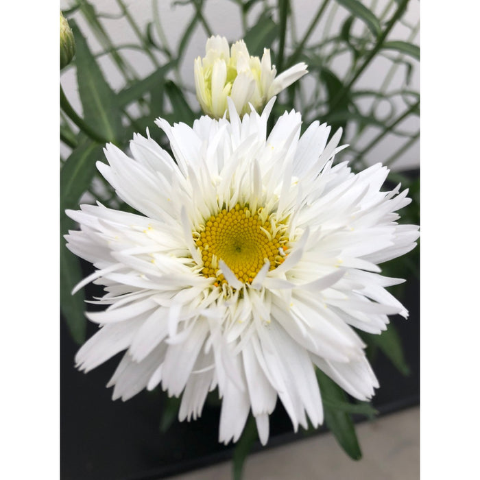 Shasta Daisy Leucanthemum Sweet Daisy® Rebecca - 2 Gallon