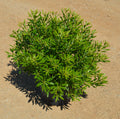 Southern Wax Myrtle Bayside Bonito™ - 2 Gallon