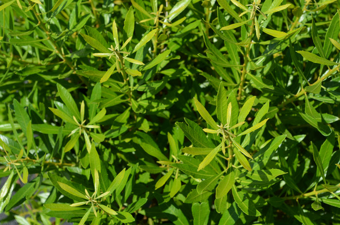 Southern Wax Myrtle Bayside Bonito™ - 2 Gallon