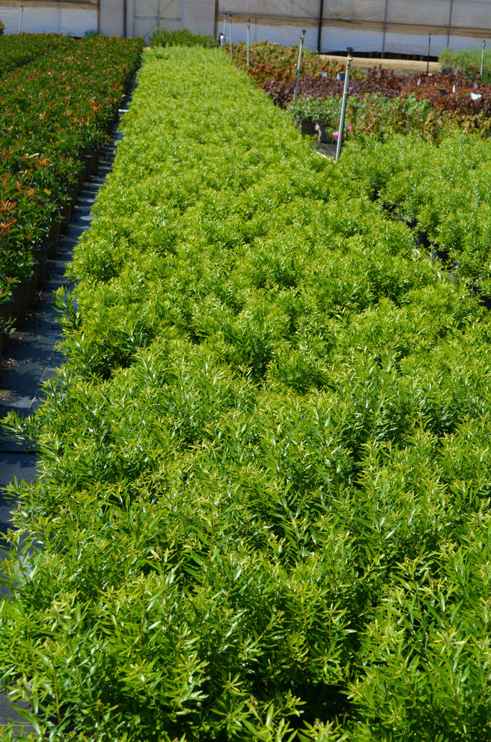 Southern Wax Myrtle Bayside Bonito™ - 2 Gallon