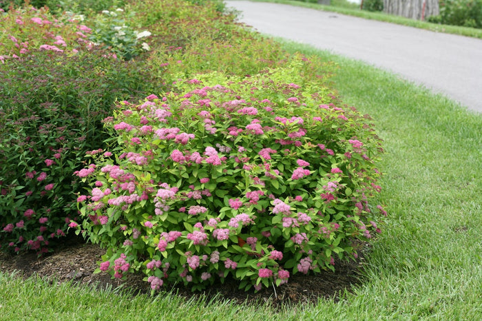 Spiraea Double Play Big Bang® - 2 Gallon
