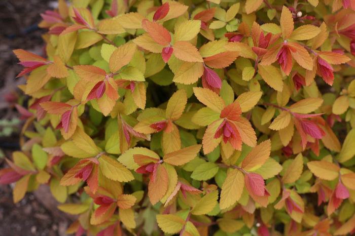 Spiraea Double Play Big Bang® - 2 Gallon