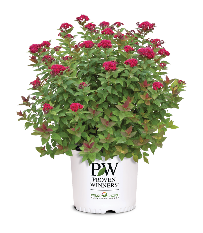 Spiraea Double Play Doozie® - 1 Gallon