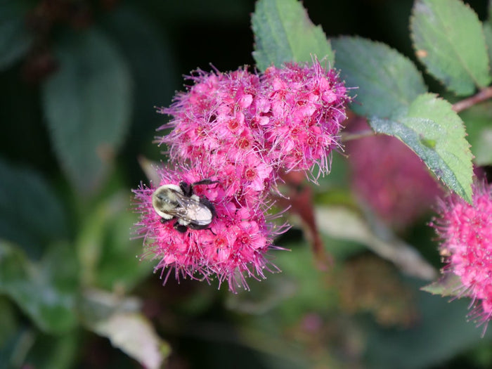 Spiraea Double Play Doozie® - 1 Gallon