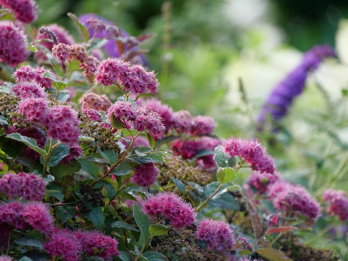 Spiraea Double Play Doozie® - 1 Gallon
