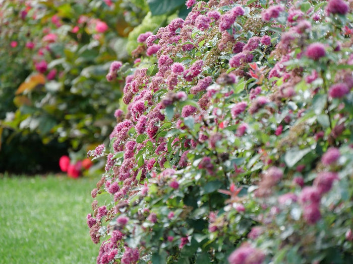 Spiraea Double Play Doozie® - 1 Gallon