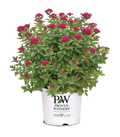 Spiraea Double Play Doozie® - 2 Gallon