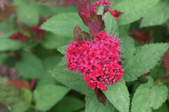 Spiraea Double Play Doozie® - 2 Gallon