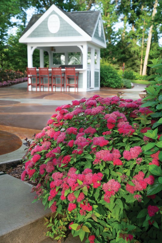 Spiraea Double Play Doozie® - 2 Gallon