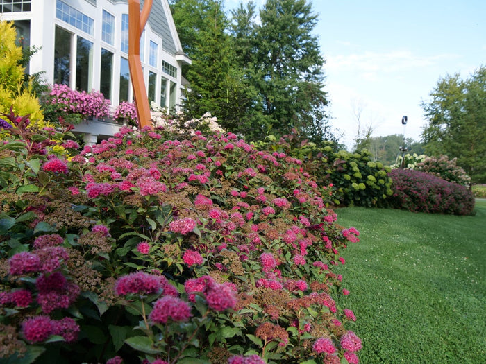 Spiraea Double Play Doozie® - 2 Gallon
