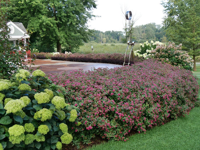Spiraea Double Play Doozie® - 2 Gallon
