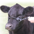 Sullivan Supply 1st-Class Show Halter