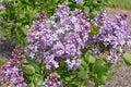 Syringa New Age™ Lavender Lilac - 2 Gallon