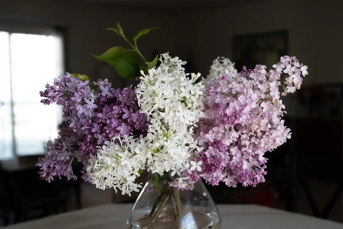 Syringa New Age™ Lavender Lilac - 2 Gallon