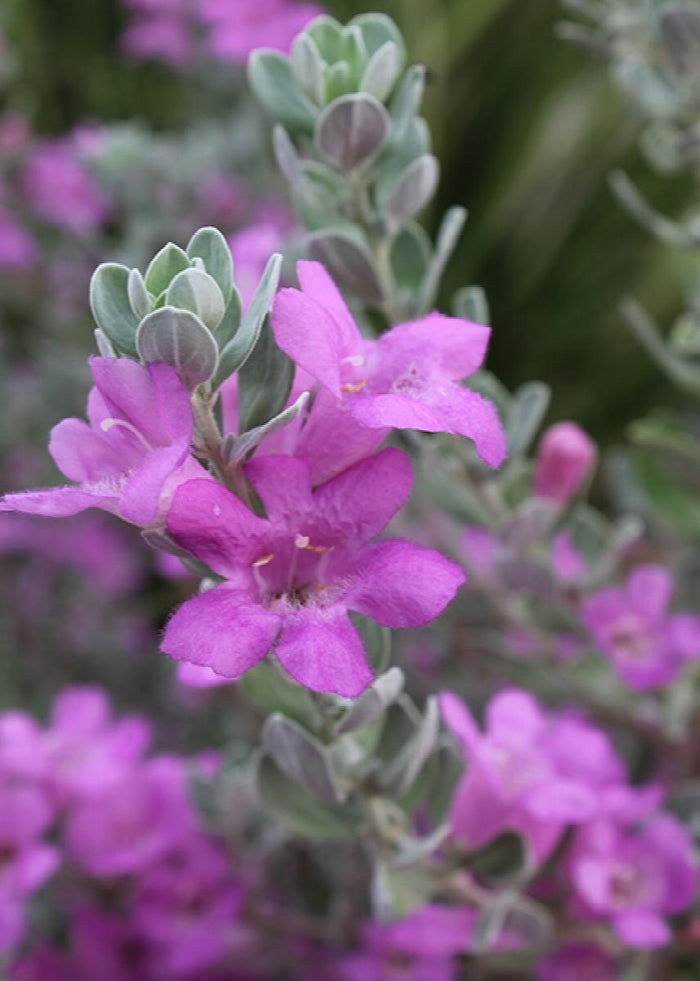 Texas Sage San Antonio Rose - 2 Gallon