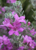 Texas Sage San Antonio Rose - 2 Gallon