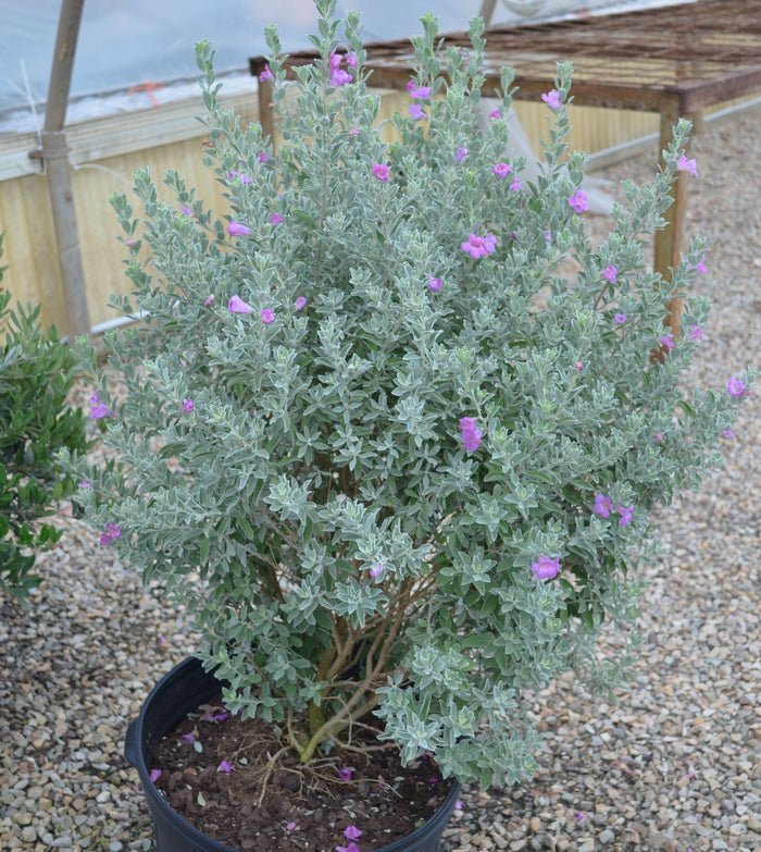 Texas Sage San Antonio Rose - 2 Gallon