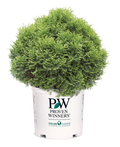 Thuja Dwarf Tater Tot™ - 1 Gallon